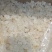 雪燕