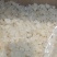 雪燕