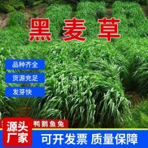 黑麦草种子多年生黑麦草种子养殖的牧草种子营养高耐寒