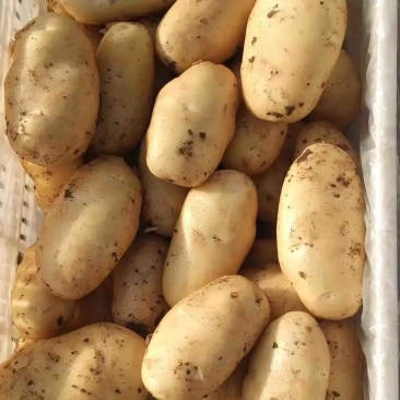 黄心土豆河南精品土豆品类齐全规格丰富产地直发欢迎选购