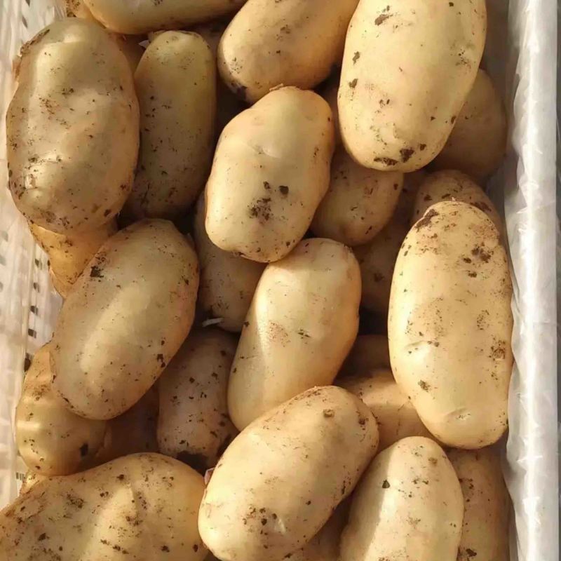 黄心土豆河南精品土豆品类齐全规格丰富产地直发欢迎选购