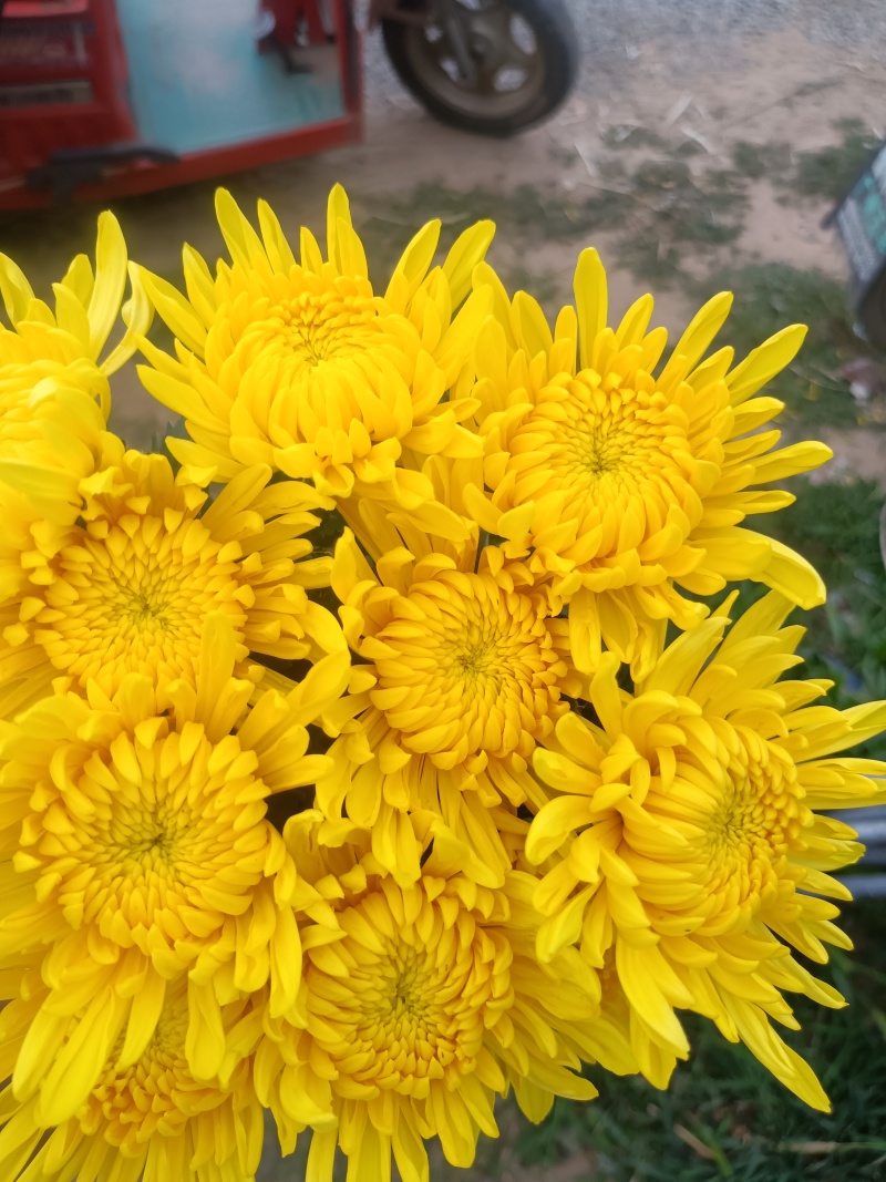 菊花