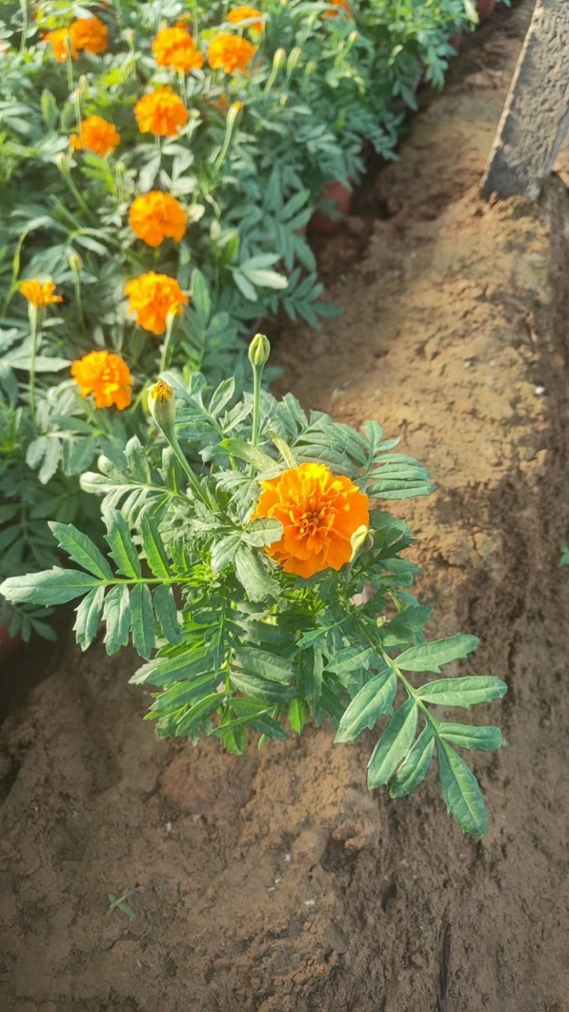孔雀草皮桶孔雀草双色盆黄色橘红色亩时令草花