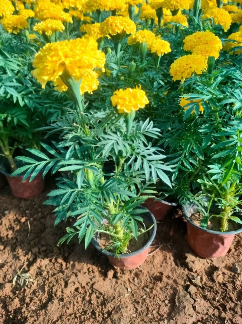 孔雀草皮桶孔雀草双色盆黄色橘红色亩时令草花