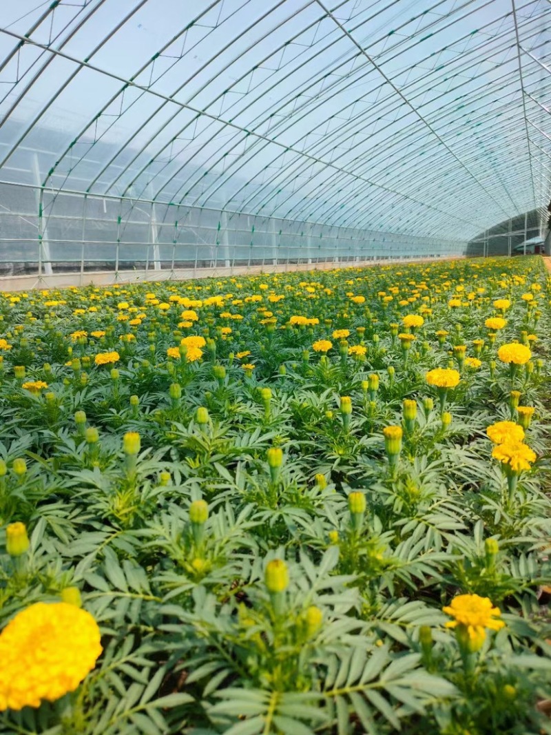 孔雀草皮桶孔雀草双色盆黄色橘红色亩时令草花