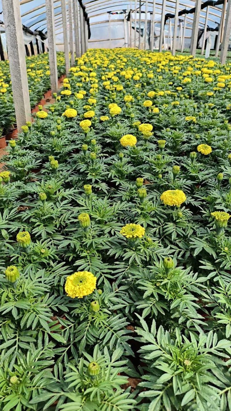 孔雀草皮桶孔雀草双色盆黄色橘红色亩时令草花