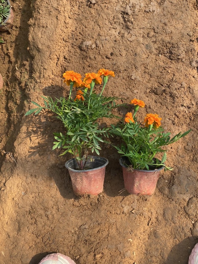 孔雀草皮桶孔雀草双色盆黄色橘红色亩时令草花