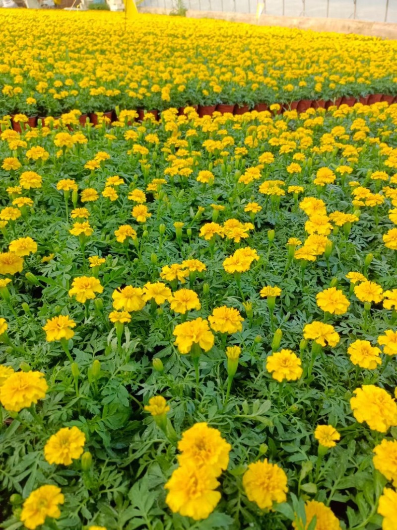 孔雀草皮桶孔雀草双色盆黄色橘红色亩时令草花