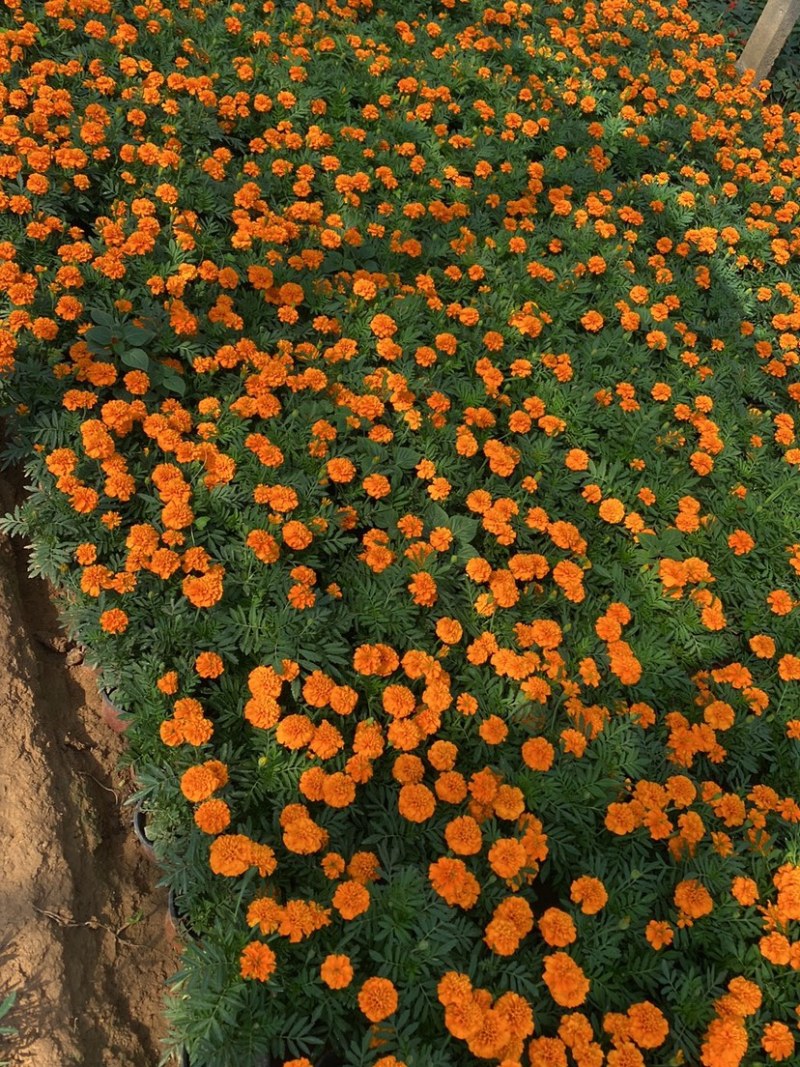 孔雀草皮桶孔雀草双色盆黄色橘红色亩时令草花