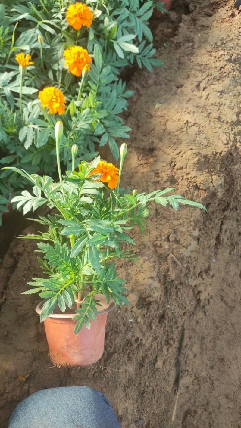 孔雀草皮桶孔雀草双色盆黄色橘红色亩时令草花