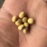 贵州毕节大方老品种干黄豆米，产地直发，保质保量，货源充足