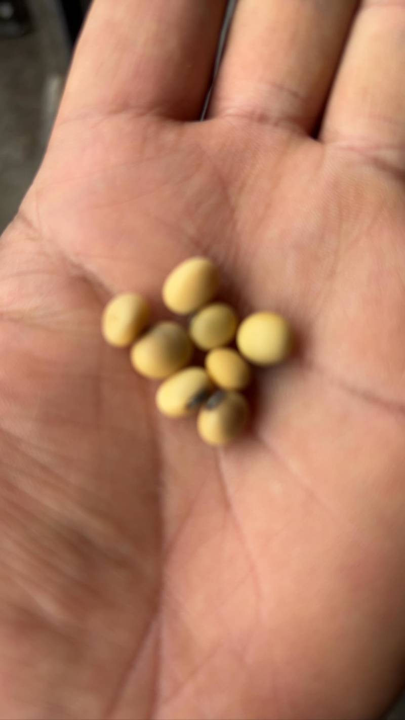 贵州毕节大方老品种干黄豆米，产地直发，保质保量，货源充足