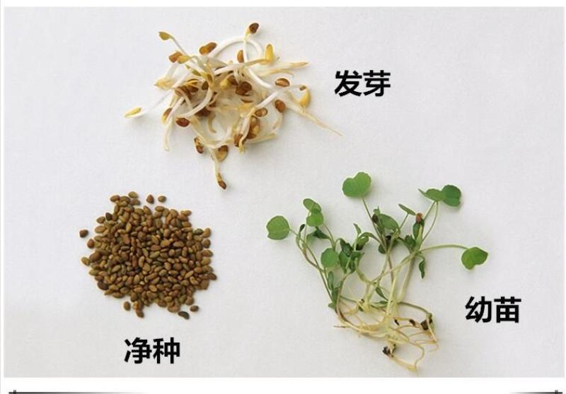 紫花苜蓿草种子多年生四季牧草种子纯进口种籽鸡鸭鹅牛马羊