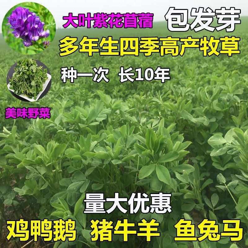 紫花苜蓿草种子多年生四季牧草种子纯进口种籽鸡鸭鹅牛马羊