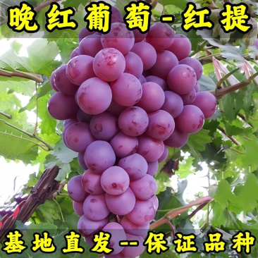 红提苗（晚红葡萄苗）品种纯真基地直发根系发达成活率高