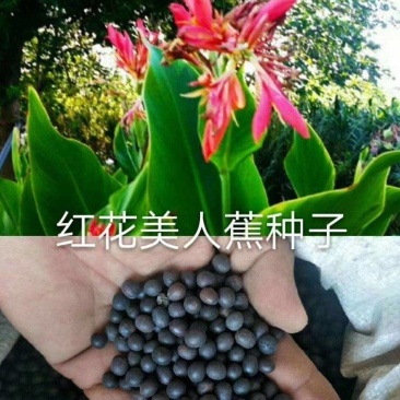 户外路边绿化水生植物美人蕉种子春季大红秋季四季开花多年生
