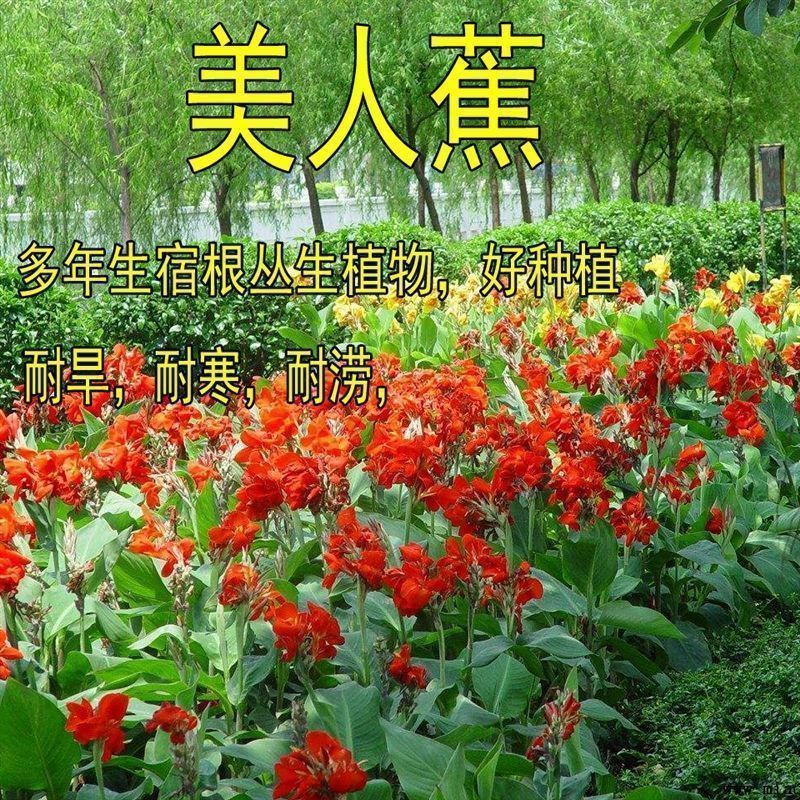 户外路边绿化水生植物美人蕉种子春季大红秋季四季开花多年生