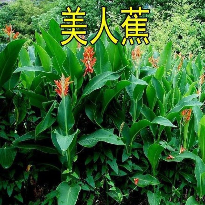 户外路边绿化水生植物美人蕉种子春季大红秋季四季开花多年生