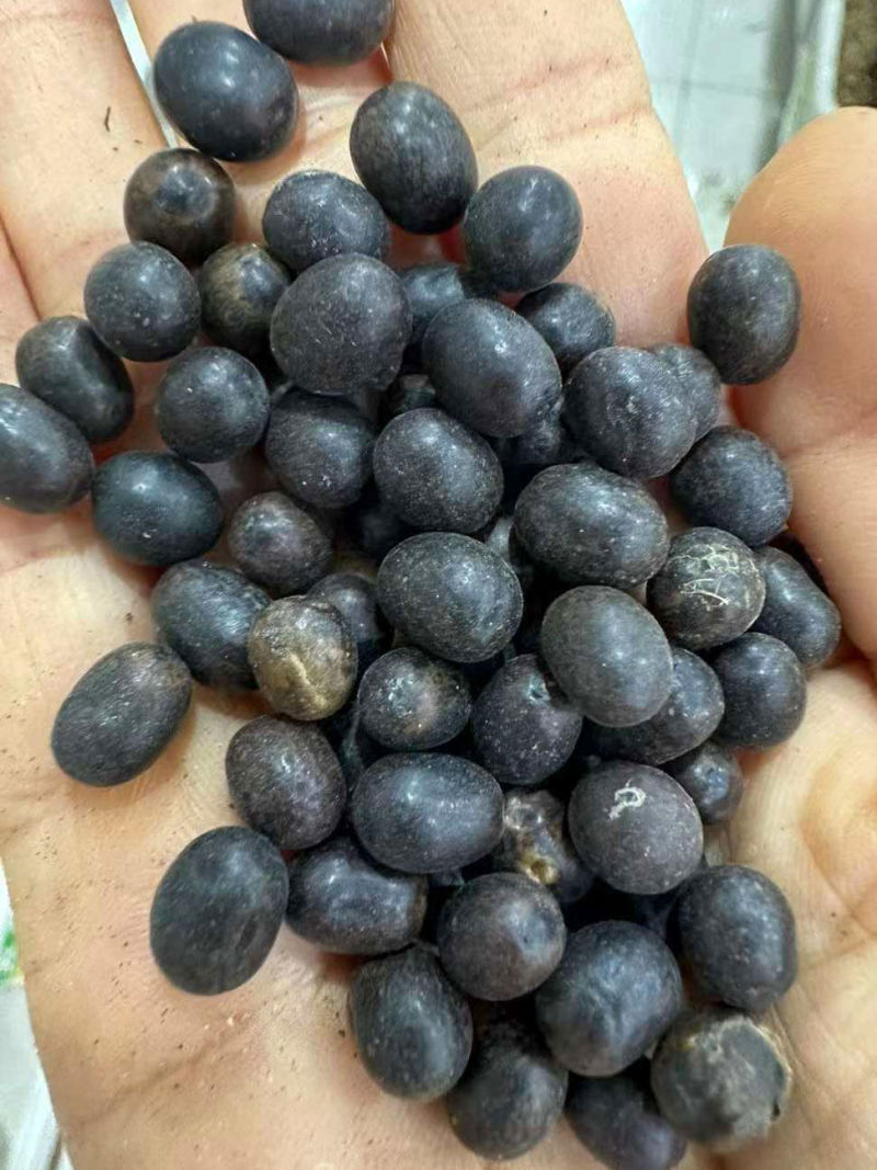 户外路边绿化水生植物美人蕉种子春季大红秋季四季开花多年生