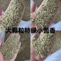 新疆绿小茴香大量有货价格优惠欢迎电联