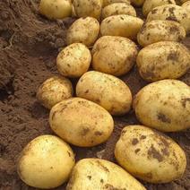 黄心土豆优质大沃土土豆产地直发质量保证全国供应货