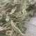 车前草