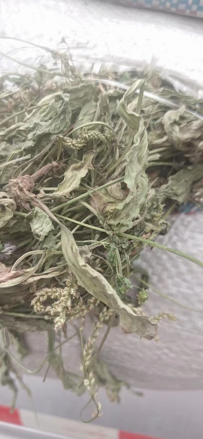 车前草