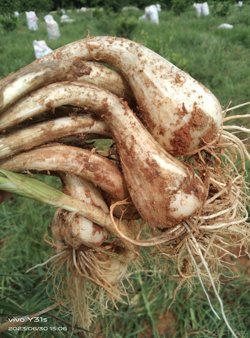 江西优质牛腿藠头，生米藠头大量上市，商品藠和种子均有售。