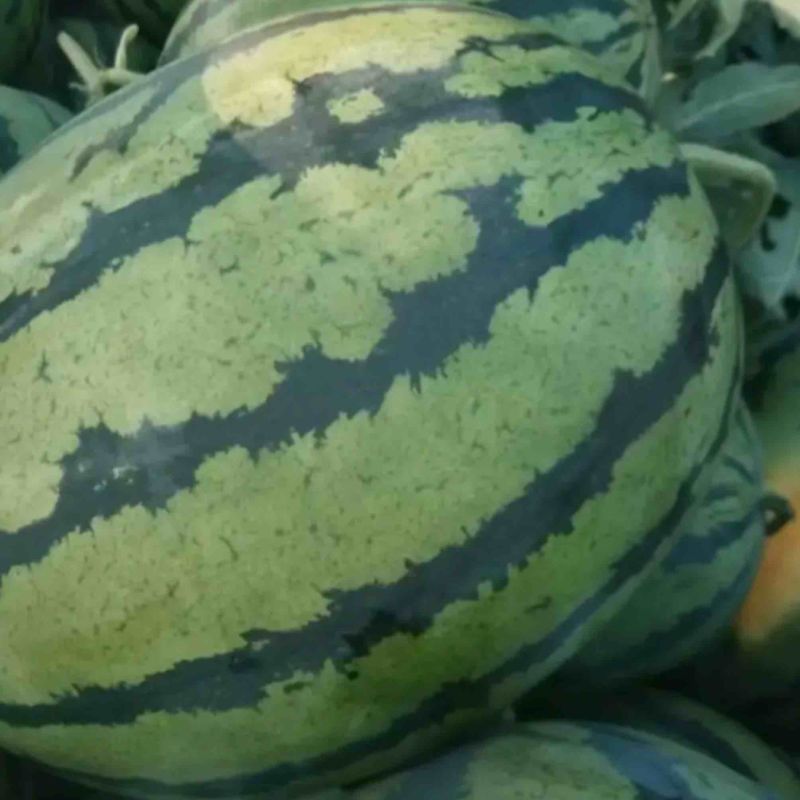 美都西瓜精品西瓜无籽脆瓤红壤质量三包量大优惠