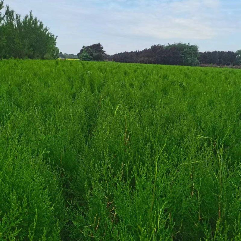 侧柏侧柏苗90公分左右基地直发量大从优欢迎咨询