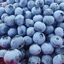 【正大蓝莓】基地直供货源充足量大从优欢迎咨询