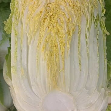 甘肃张掖大娃娃菜半净菜大量有货品质保证价格优惠欢迎来