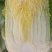 甘肃张掖大娃娃菜半净菜大量有货品质保证价格优惠欢迎来