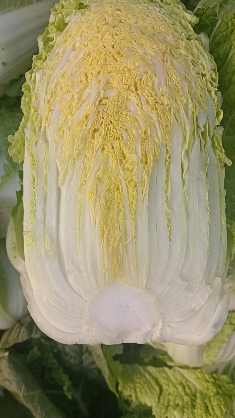 甘肃张掖大娃娃菜半净菜大量有货品质保证价格优惠欢迎来