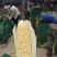 黄加白水果玉米，太阳花，万糯2000品种齐全