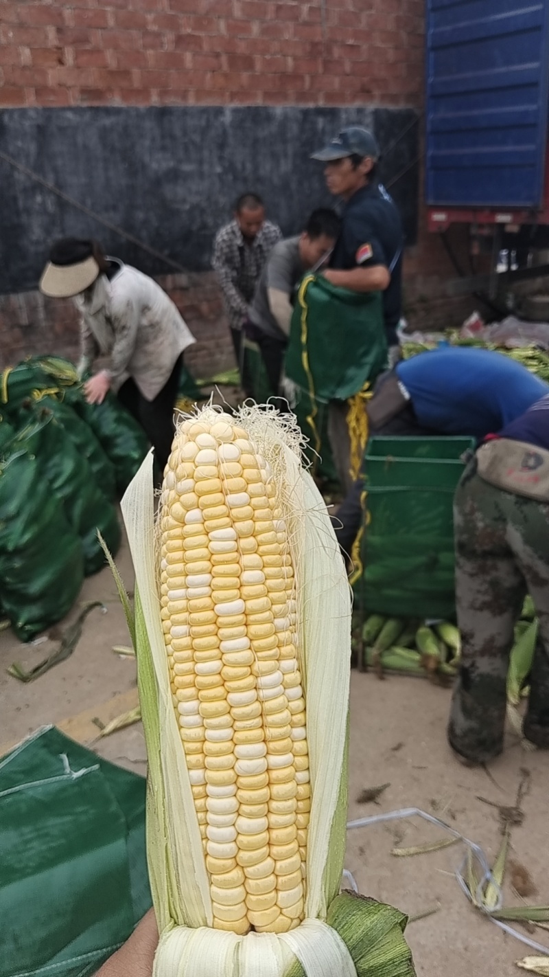 黄加白水果玉米，太阳花，万糯2000品种齐全