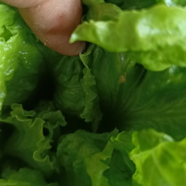 生菜