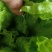 生菜