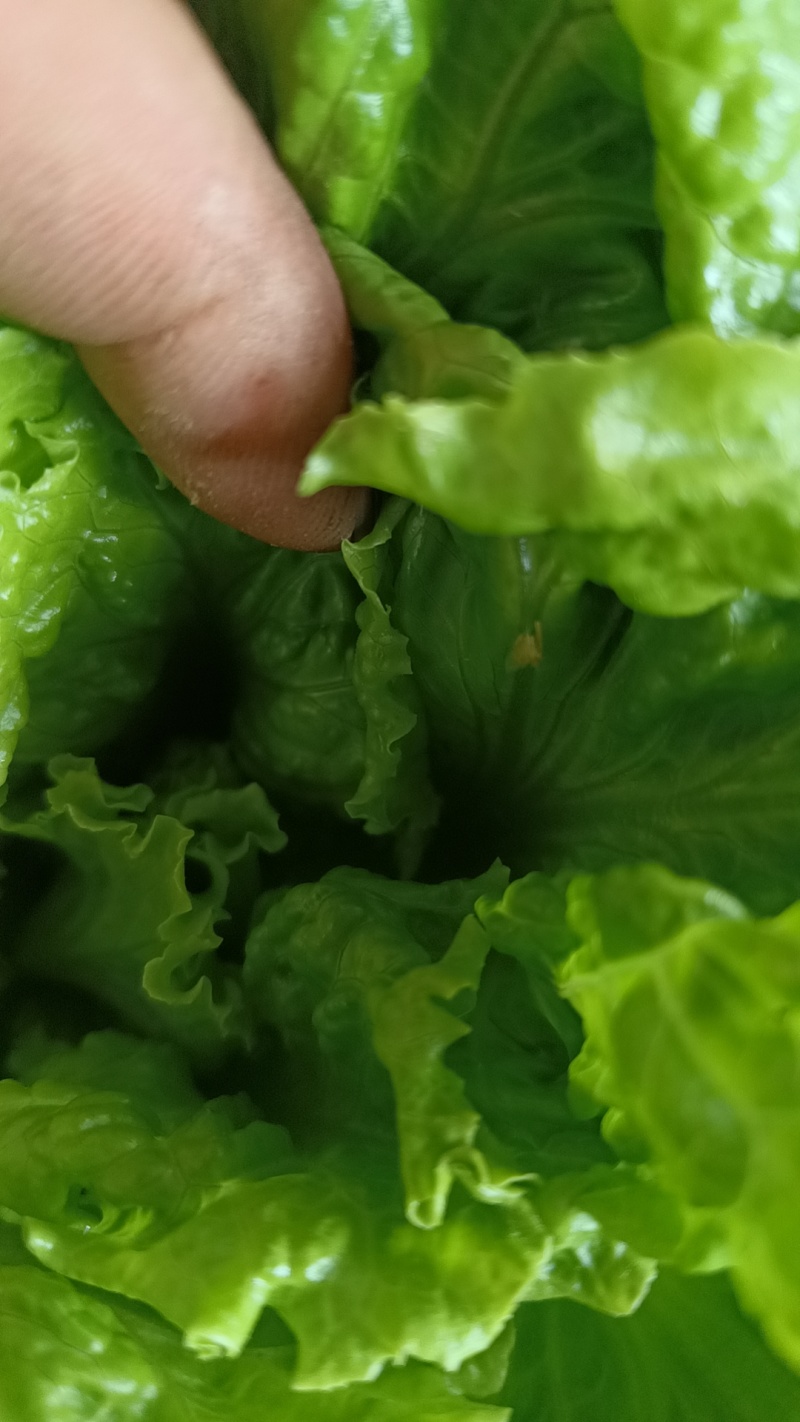生菜
