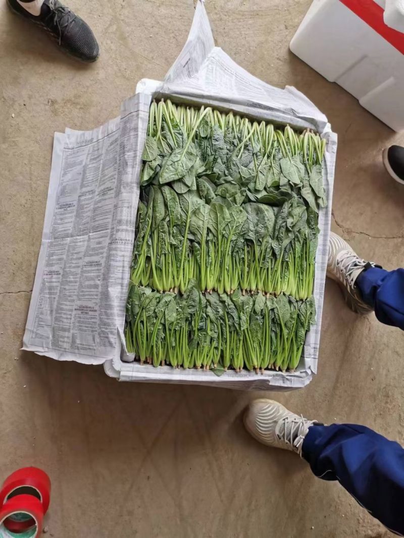 内蒙菠菜产地直发质优价廉持续供货支持视频看货