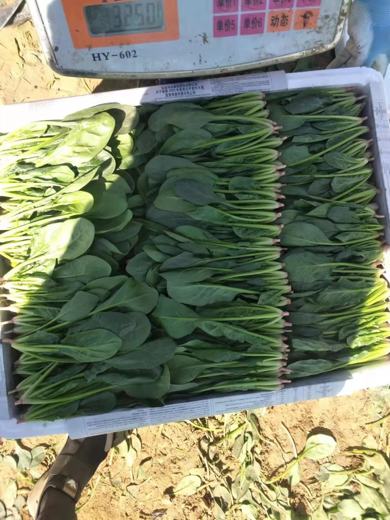 内蒙菠菜产地直发质优价廉持续供货支持视频看货