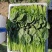 内蒙菠菜产地直发质优价廉持续供货支持视频看货