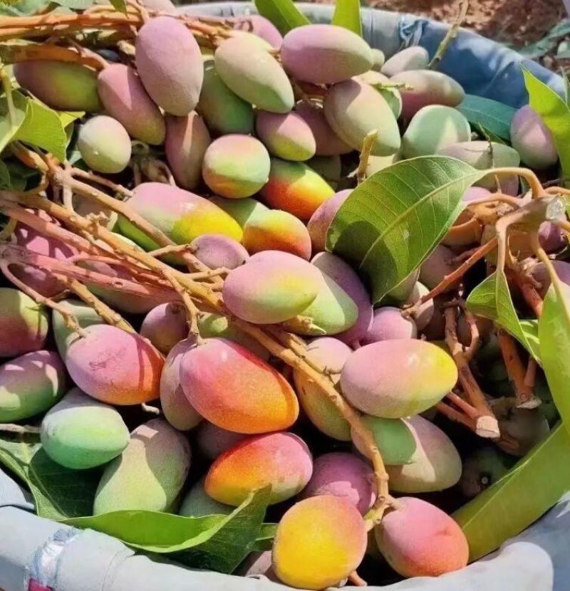 云南贵妃芒芒果新货上市，货源充足，个大饱满汁甜味美