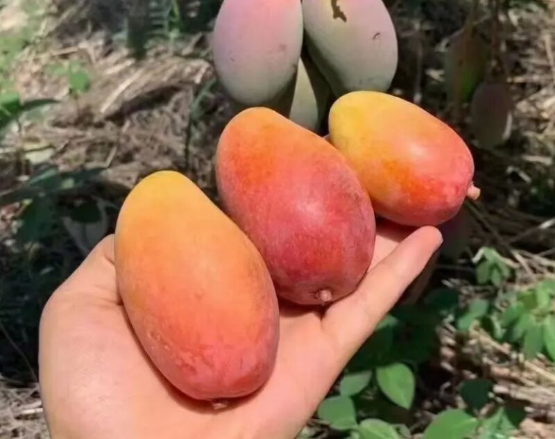 贵妃芒沙拉摆盘图