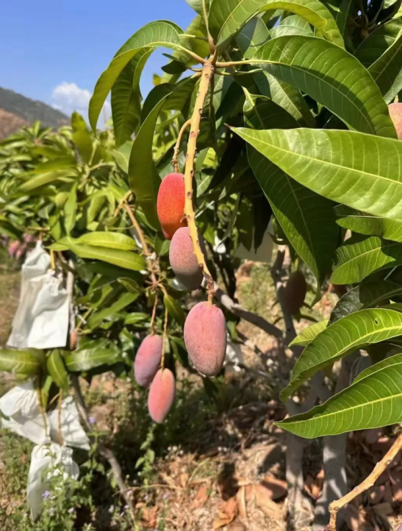 云南贵妃芒芒果新货上市，货源充足，个大饱满汁甜味美