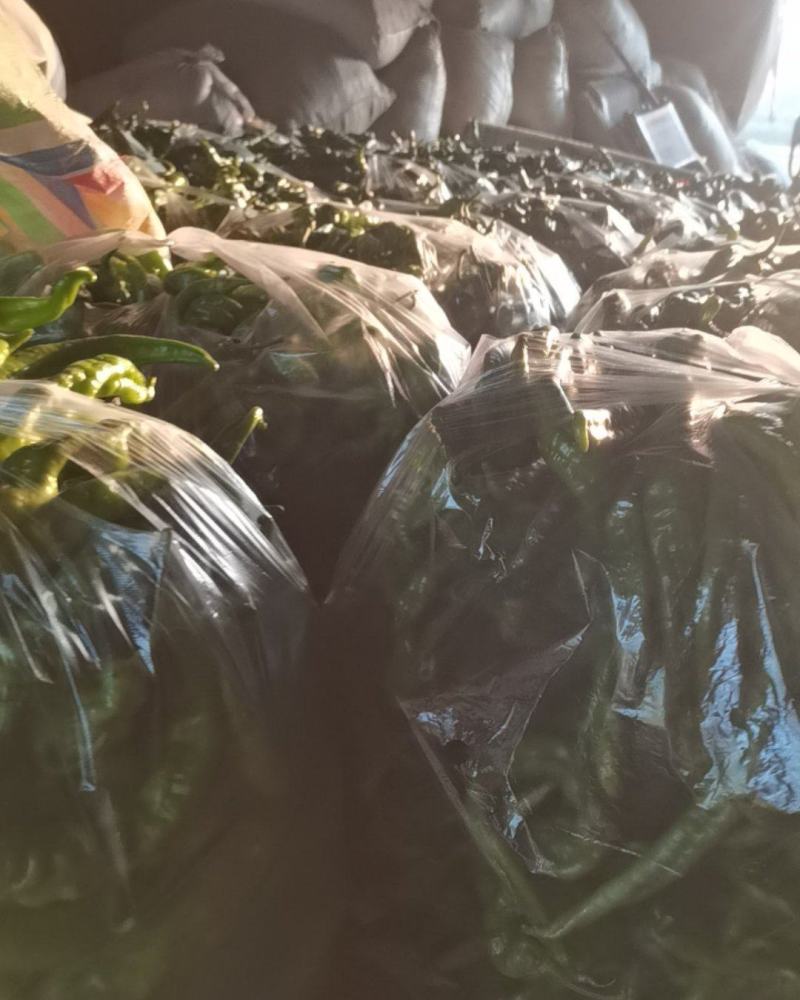 新鲜精品陇椒现采现发量大从优欢迎进店采购