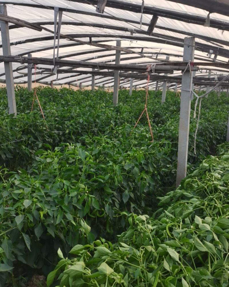 新鲜精品陇椒现采现发量大从优欢迎进店采购