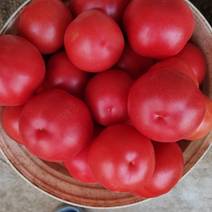圣多美西红柿