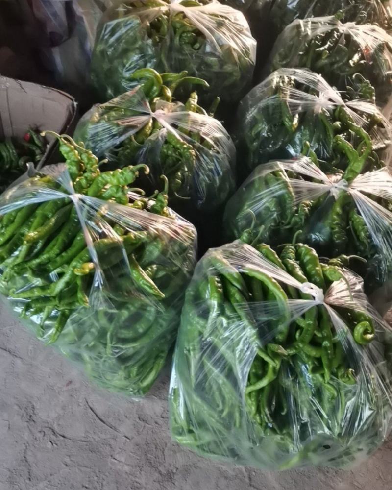 新鲜精品陇椒现采现发量大从优欢迎进店采购