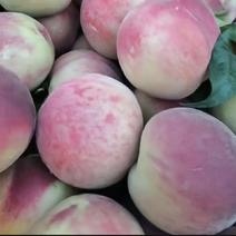 陕西汉中的露天油桃毛桃大量上市了，个头大，果面干净口感脆